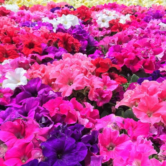 Meet your Posher, Christy - Picture 1 of 1